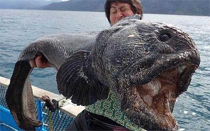 Một con cá chó sói (wolffish) khổng lồ được phát hiện ở ngoài khơi bờ biển Nhật Bản. Thông thường, một con cá chó sói có chiều dài cơ thể gần 1 m nhưng con cá khổng lồ này dài tới 1.8 m