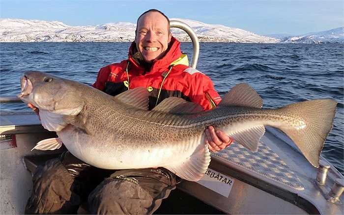 Ông Matthew, 39 tuổi đã câu được một con cá tuyết khổng lồ nặng tới 35.5 kg