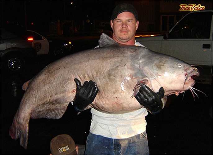 Tim Pruitt đến từ Alton, Illinois nắm giữ một con cá trê xanh nặng 56kg, dài 1.5m. Tim đã phải mất hơn nửa giờ trên sông Mississippi gần Alton để bắt con cá này