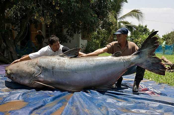 Với trọng lượng 292 kg, con cá da trơn Mekong này được coi là một trong những con cá nước ngọt lớn nhất thế giới. Nó đã bị một số ngư dân địa phương ở Chiang Khong, phía bắc Thái Lan bắt được
