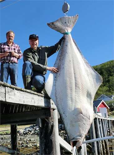 Con cá bơn halibut nặng 194 kg, dài 2.5 m này có thể được chế biến thành 400 phần phi lê