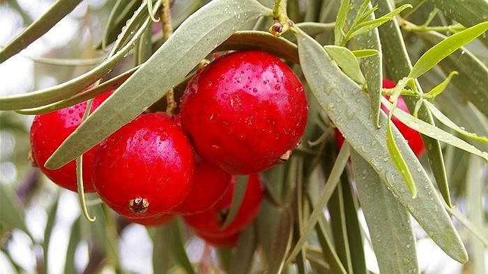 Quả đào bản địa có vị chua, lá và vỏ cây thì được dùng để làm thuốc chữa bệnh.