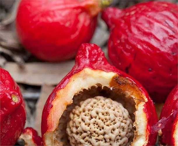 Hiện nay, loại quả đào đỏ này được đầu bếp nổi tiếng Ben Lethbrigde dùng làm món bánh úp ngược giống bánh táo úp ngược kiểu Pháp.