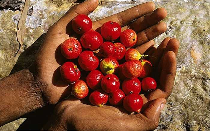 giống đào này cho năng suất cao