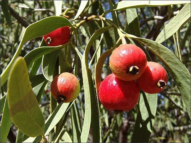 Quả Quandong có vị chua ngọt tương tự như vị quả đào, được các bà nội trợ dùng làm nguyên liệu các món bánh.