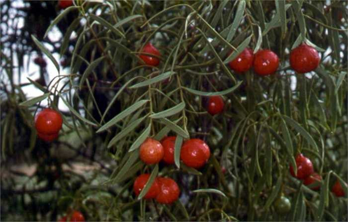 Do có màu sắc bắt mắt và hương vị độc đáo nên loại đào bản địa này rất được ưa chuộng.