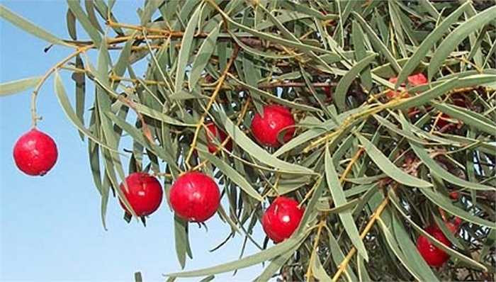 Mỗi cây Quandong thường cho sản lượng 10-25 kg trái cây, 40% tổng trọng lượng là hạt.