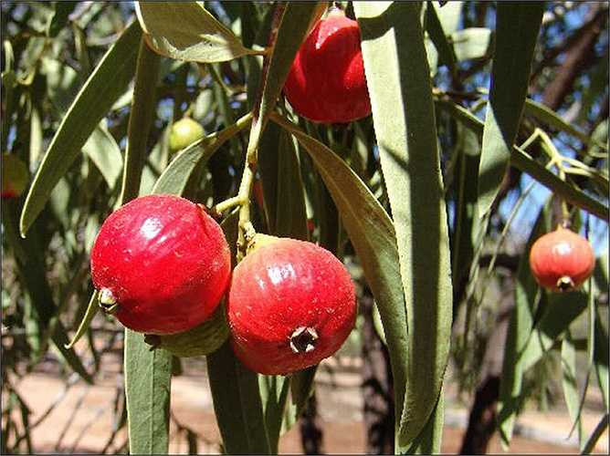 Loại quả này có thể đem phơi khô và bảo quản dùng trong 8 năm.