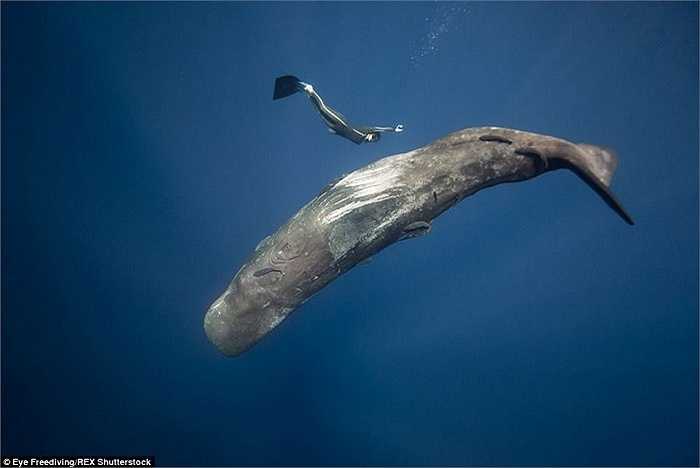 Một trong hai thợ lặn nói: ‘Chúng tôi rất hiểu nhau, đôi khi chỉ cần một vài từ là đủ để hiểu ý của đối phương'