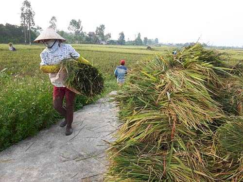  Gồng gách lúa về.