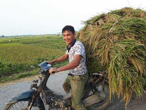 Xe máy được chưng dụng để thồ lúa về.