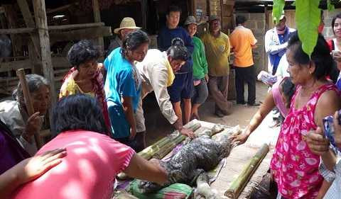 Sinh vật kỳ lạ xuất hiện ở Thái Lan