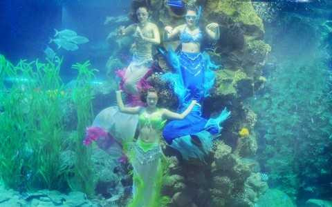 Những màn trình diễn độc đáo ở Thủy cung Vinpearlland