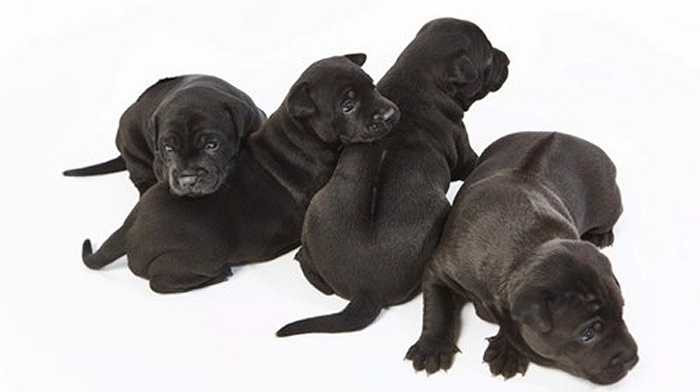 Phụ nữ người Anh tên Catherine Lane – 42 tuổi (sống ở Brighton, East Sussex, Anh) vừa rao bán 4 chú chó Phú Quốc mà cô đã nhân giống thành công với giá lên tới 340 triệu đồng/con. 