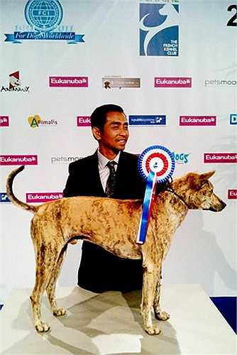 Một chú chó xoáy Phú Quốc từng được vinh danh trong cuộc thi chó đẹp thế giới năm 2009. Đó là một con 'khuyển vương' tên Đốm. Với nét hoang dã, ngang tàng, Đốm trở thành chú chó Phú Quốc đoạt giải quán quân đầu tiên của Việt Nam, được Hiệp hội những người nuôi chó giống Việt Nam (VKA) cấp giấy chứng nhận 'vô địch Việt Nam'. Bên cạnh đó, Đốm còn đoạt giải nhì chó đẹp quốc gia (tất cả các giống chó) trong cuộc thi VKA dog show 2009 tại Paris.