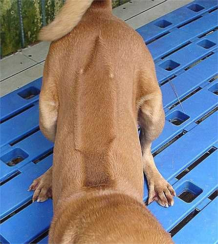 Giống chó Phú Quốc có đặc trưng là xoáy dọc sống lưng và nếu có thêm các xoáy ở cổ, ở mông sẽ càng làm tăng giá trị của chó. Về màu lông thứ hạng được phân chia: 'nhất Vện, nhì Vàng, tam Đen, tứ Đốm', 3 bộ lông đắt giá nhất là vện cọp, vàng lửa và mực tuyền.