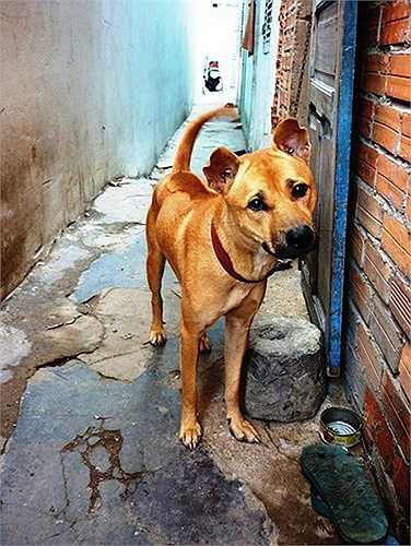 Chó vàng lửa không phải màu vàng bò mà là màu vàng sậm ánh sắc đỏ, còn mực tuyền thì chó phải đen tuyền từ đầu đến đuôi không được lẫn những sợi lông màu khác.