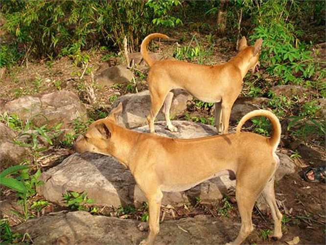 Thuộc giống chó săn nên chó Phú Quốc thuần chủng đẹp phải có cơ bắp săn chắc, dáng thon cao, lông sát, tai đứng, đuôi cong hình móc câu, lưỡi có đốm đen.