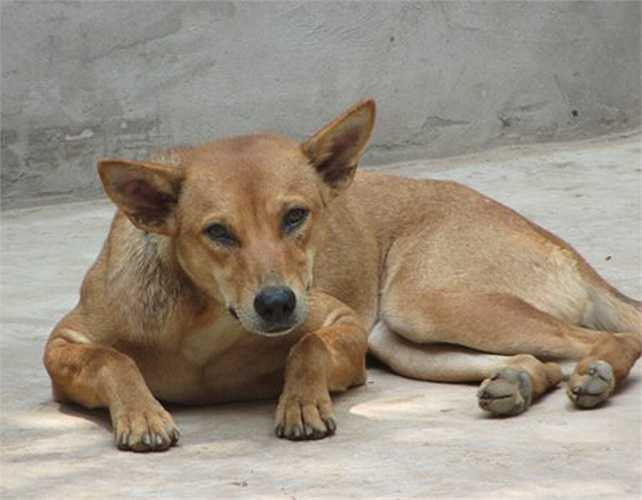 Vài năm trở lại đây, nhiều khách du lịch trong nước và nước ngoài đã đến Phú Quốc để săn lùng và sưu tầm giống chó quý hiếm này.