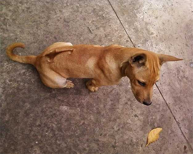 Trong dân gian Việt Nam, chó Phú Quốc được coi là 'vương khuyển' vì trong lịch sử từng có 4 con chó Phú Quốc được vua Gia Long sắc phong một cách trang trọng, không kém những công thần khai quốc của nhà Nguyễn.