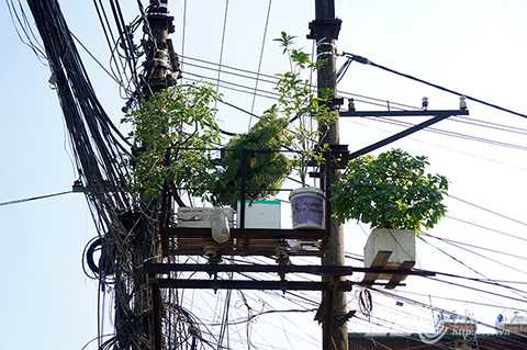 Một bốt điện trong KĐT Định Công còn trở thành nơi trồng cây của người dân.