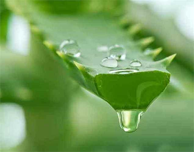 Nước ép lô hội: Hãy thử nước ép lô hội là một chất giải độc tốt. Nó có hiệu quả trong việc làm sạch ruột và phục hồi chức năng tiêu hóa. Ngoài ra, những người bị táo bón có thể được hưởng lợi từ các tính chất nhuận tràng của lô hội.