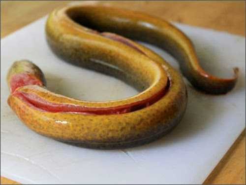 Lươn dùng thuốc tránh thai có thể dùng nhiệt độ cao để giải độc.