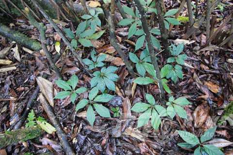 Vườn sâm trồng trên núi Ngọc Linh