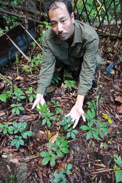 Lương y chữa dạ dày Phạm Văn Thanh bên vườn sâm trồng ở Ngọc Linh