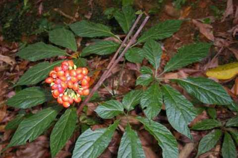 Quả sâm Ngọc Linh