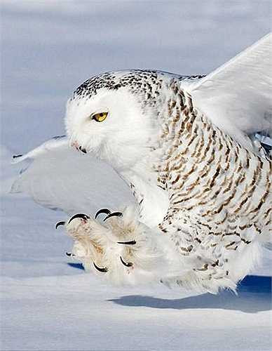 Cú trắng là một loài cú lớn có đặc trưng dễ nhận biết với mỏ đen, móng đen, mắt vàng