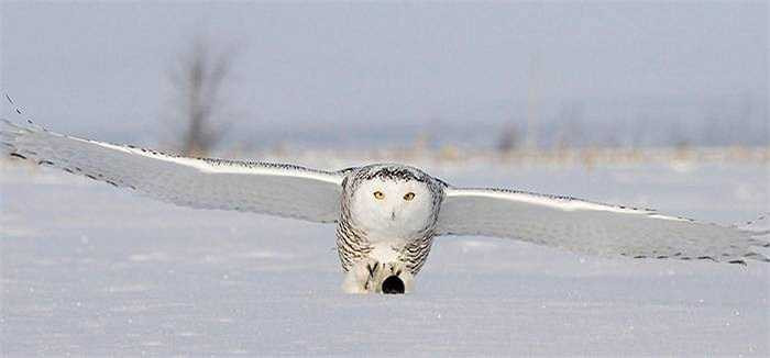 Loài chim mạnh mẽ này chủ yếu ăn chuột lem-ming và các loài động vật gặm nhấm nhỏ khác