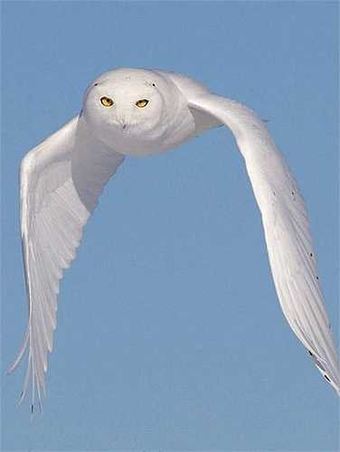 Những con trưởng thành có bộ lông trắng như tuyết để thích nghi với cuộc sống lạnh giá ở ở Cực Bắc