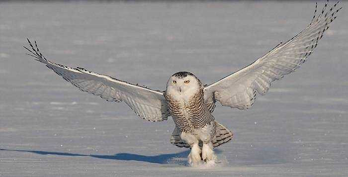 Chúng có thể đi bộ rón rén và sẵn sàng 'tung chưởng' khi phát hiện con mồi đằng xa