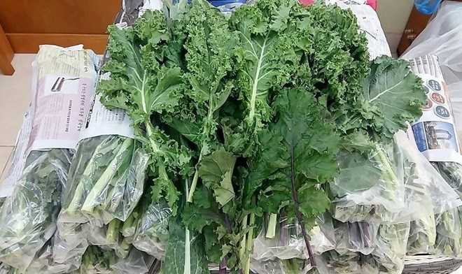 Không những giàu dinh dưỡng, cải xoăn còn có tác dụng làm đẹp giảm cân.