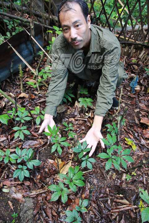 Lương y Phạm Văn Thanh tại vườn sâm