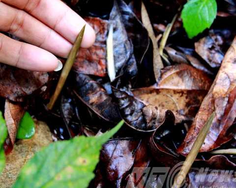 Chông cắm khắp nơi