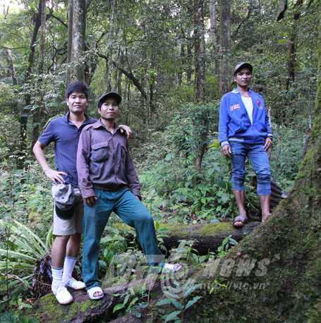 Bảo vệ vườn sâm trong rừng