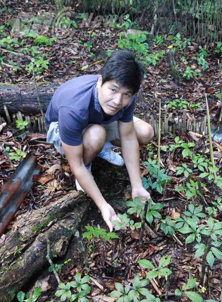 Phóng viên ở vườn sâm trồng