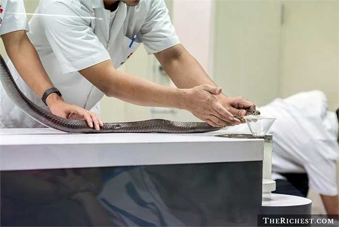 Người phục vụ rắn. Công việc của những người theo nghề này là để phục vụ cho những chú rắn, đặc biệt là cho chúng uống sữa. Ngoài ra những người này còn phải thực hiện việc lấy mẫu nọc độc rắn để nghiên cứu, tạo ra thuốc giải độc. 