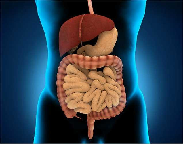 Ngăn ngừa suy thận: Hạt đu đủ cũng được sử dụng để điều trị bệnh thận. Nó còn giúp ngăn ngừa suy thận.