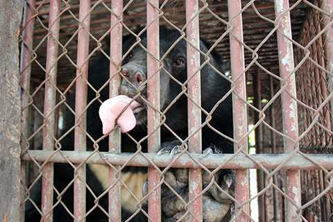 2 CHU GAU POPEYE LIEM MAT ONG TRONG CHUONG NUOI NHOT 2 CHU GAU POPEYE LIEM MAT ONG TRONG CHUONG NUOI NHOT