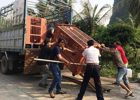 Lồng vận chuyển chuyên dụng được đưa xuống để ghép chuồng Lồng vận chuyển chuyên dụng được đưa xuống để ghép chuồng