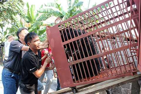 Đội cứu hộ đẩy gấu Gloria lên xe tải Đội cứu hộ đẩy gấu Gloria lên xe tải