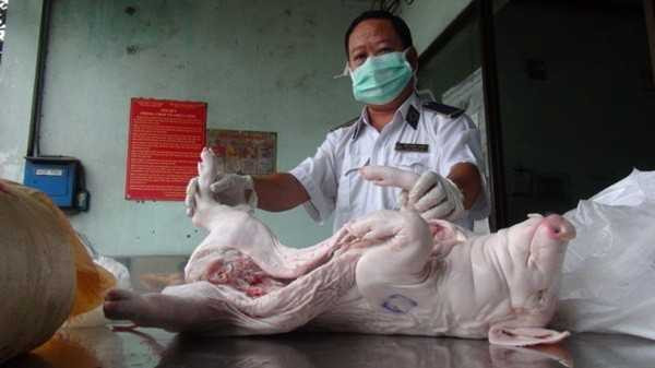 Heo sữa thối nhưng vẫn có dấu đóng đã kiểm dịch