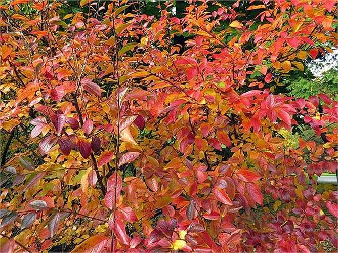 Cuối tháng 9, trước khi những đợt gió lạnh và những cơn mưa lê thê tràn về là khoảng thời gian ấm áp, đẹp đẽ lạ thường