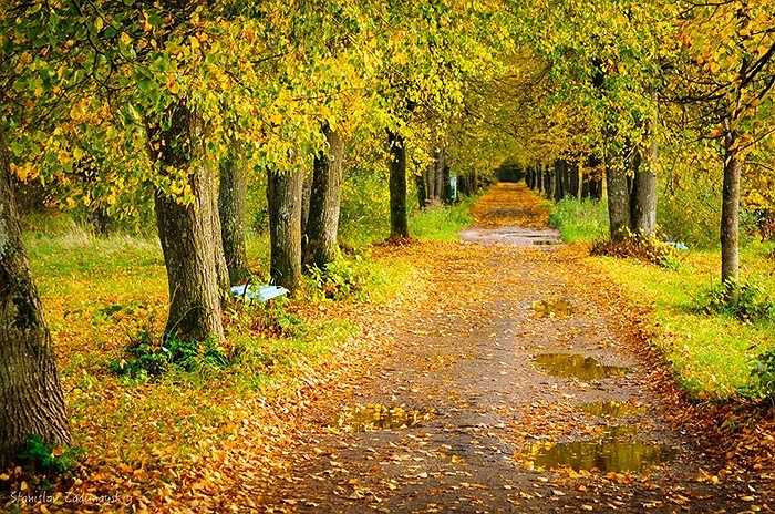 Đượm một màu vàng của mùa thu