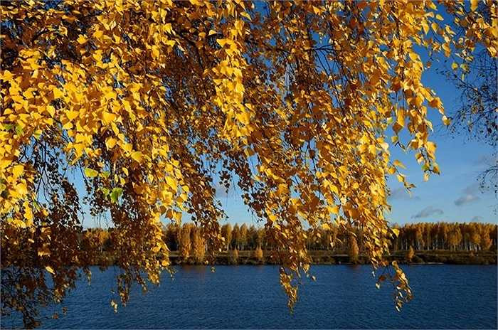Sắc vàng mùa thu làm say đắm người Nga bao thế hệ và cả những du khách nước ngoài