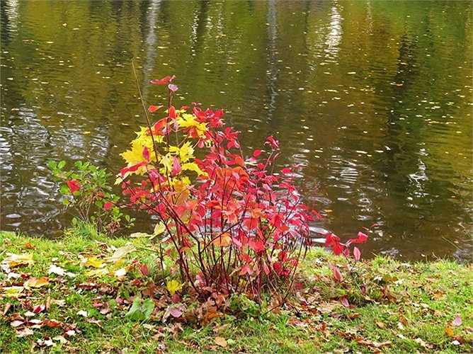 Đến Nga vào mùa thu, mới thấy đủ hương vị của đất trời