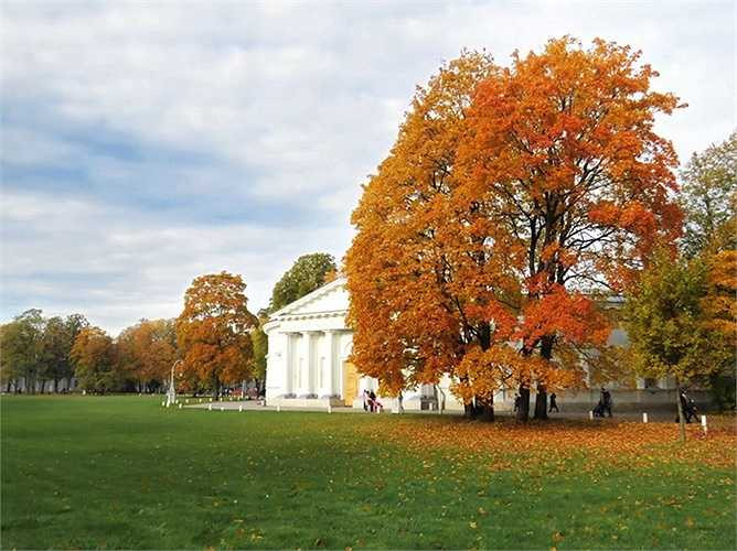 Thiên nhiên mênh mang một sắc vàng đến nao lòng